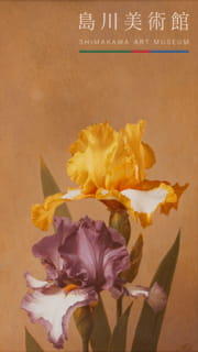 森本草介《ジャーマンアイリス》1978年